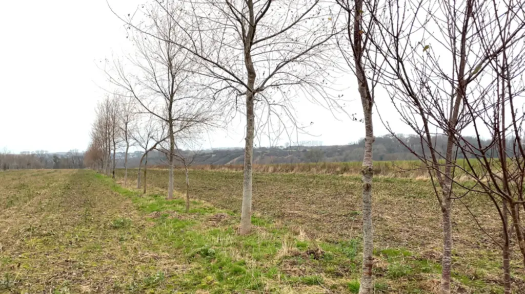 Une densité comprise entre 30 et 45 arbres par hectare permet de minimiser l’impact sur le rendement de la culture tout en rentabilisant l'investissement sur les arbres ...