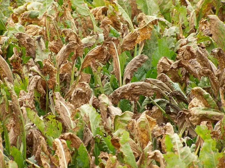 Maladies de la betterave sucriÃ¨re. Ramulariose . SymptÃ´mes sur le feuillage. PrÃ©sence d'un champignon pathogÃ¨ne des cultures .  Ramularia .
