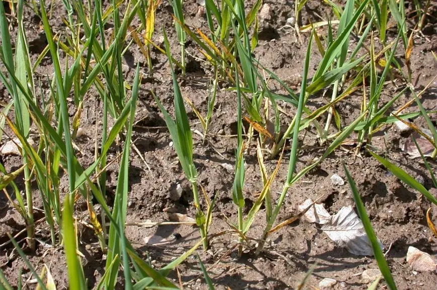 Sur blé, la carence en phosphore se traduit par une forte réduction de croissance et de tallage des plants ainsi que par un jaunissement des feuilles