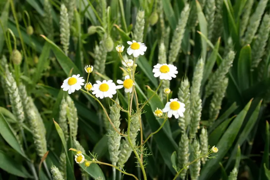 <em class="placeholder">I M G _ 4 0 0 7 / blé tendre, épis, matricaire en fleurs, adventice, mauvaise herbe des céréales , désherbage , (Essai herbicide Dow AgroScience)</em>