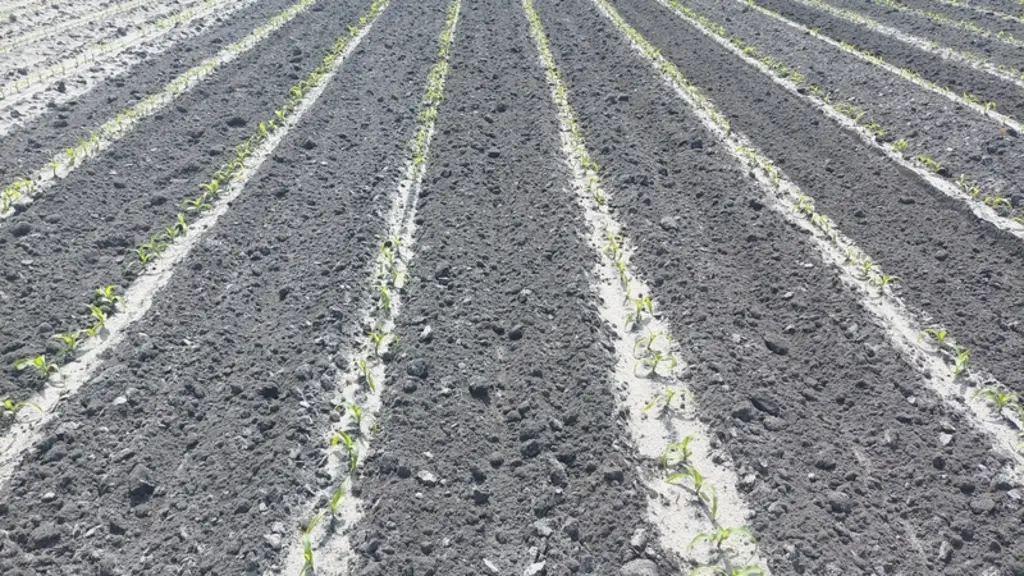 <em class="placeholder">Le binage se fait au plus près du rang de maïs, celui-ci étant traité avec un herbicide.</em>