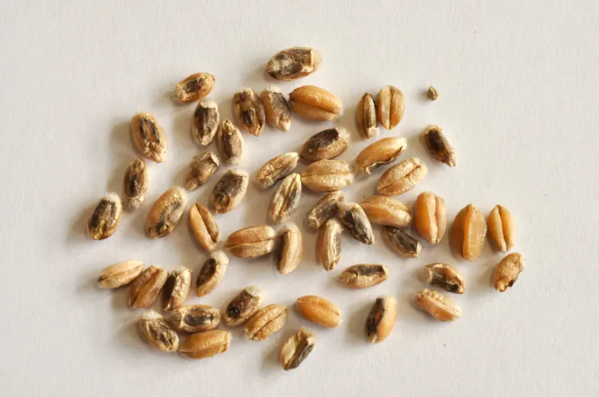 <em class="placeholder">grains de blé atrophiés</em>