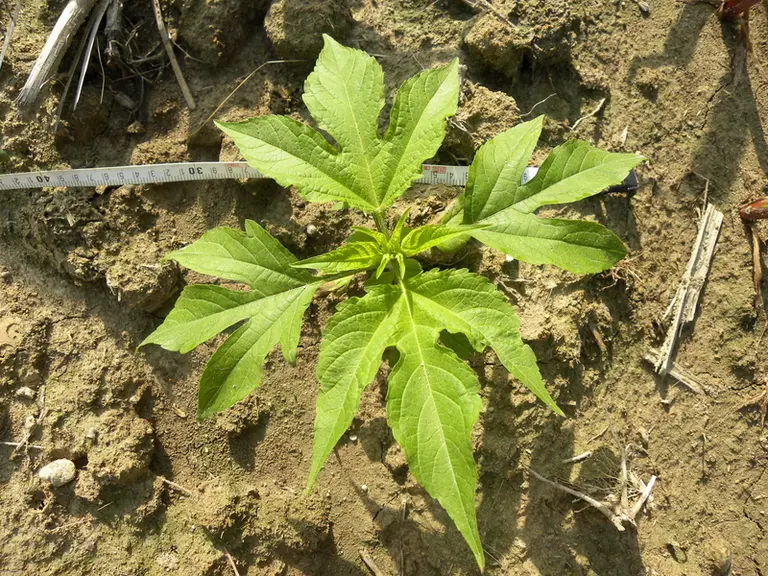 Le jeune plant d'ambroisie trifide présente des feuilles trilobées.