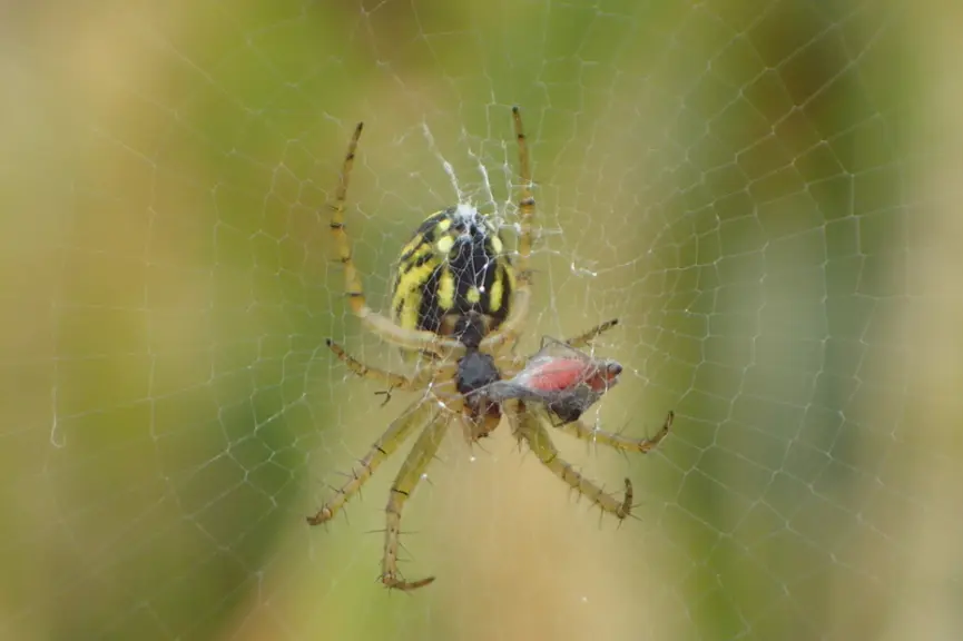 <em class="placeholder">Sur leurs toiles, les araignées capturent une multitude d'insectes.</em>