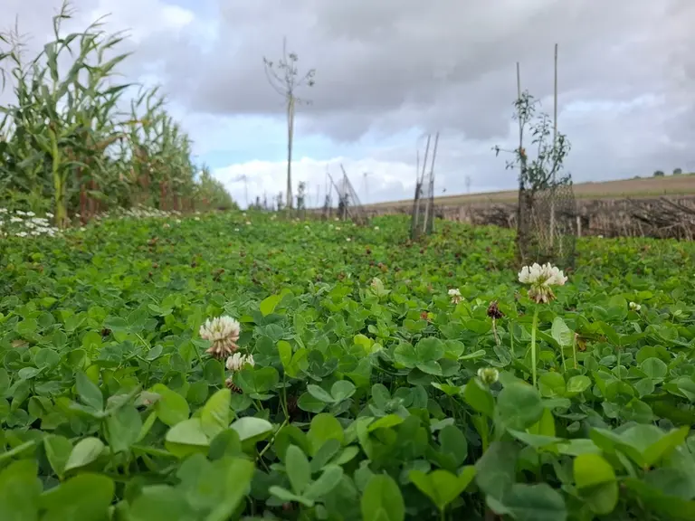 <em class="placeholder">Le couvert de trèfle blanc nain se développe jusqu'à 30 cm de hauteur. Les fleurs bénéficient aux abeilles.</em>