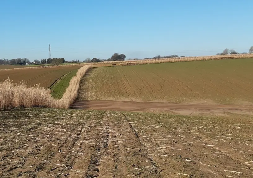 Une bande de miscanthus est une alternative à la haie pour retenir des particules de sol, à condition d'en trouver un déb