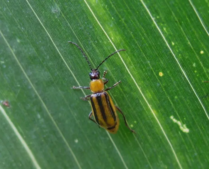 Chrysomèle adulte sur feuille de maïs.