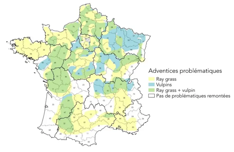 <em class="placeholder">Désherbage : ray-grass et vulpin accentuent leur pression au fil des ans sur les cultures</em>