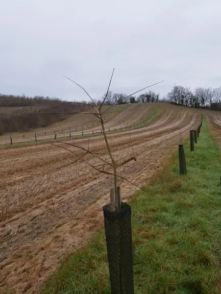 La parcelle comprend quatre alignements d’arbres espacés de 27 mètres pour permettre le passage du pulvérisateur large de 24 m