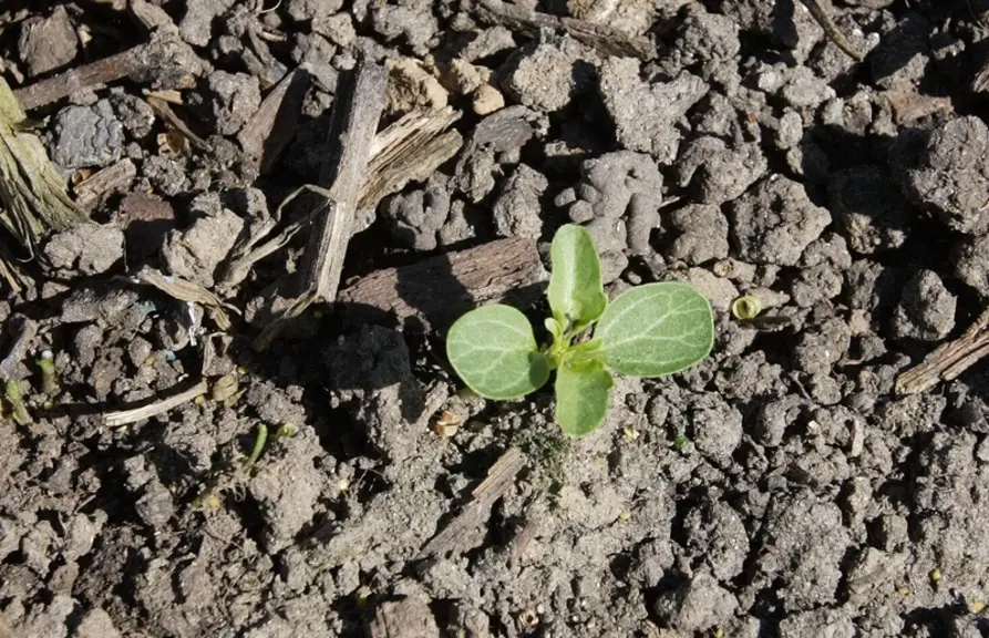<em class="placeholder">plantule de mercuriale, enherbement spontané entre des rangs de vignes dans le vignoble de Champagne / flore sauvage / enherbement vigne / adventices / mauvaises herbes des ...</em>