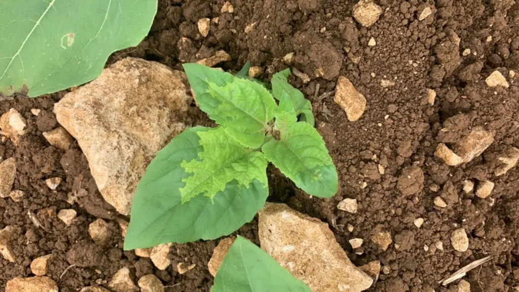 Symptômes de mildiou sur feuilles de de tournesol : décoloration.