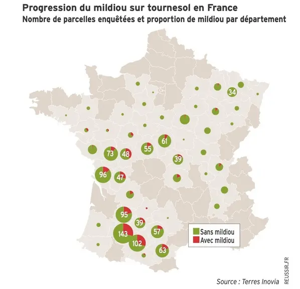 Nombre de parcelles de tournesol enquêtées par département avec la proportion avec et sans mildiou.