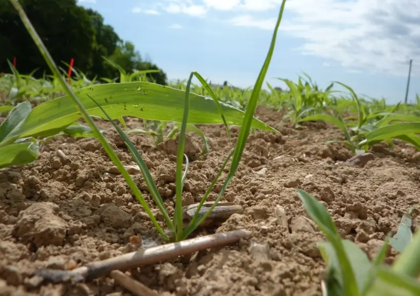 Dans le mais, le ray-grass est  rencontré dans des infestations de plus en plus importante, avec des plantes résistantes à des