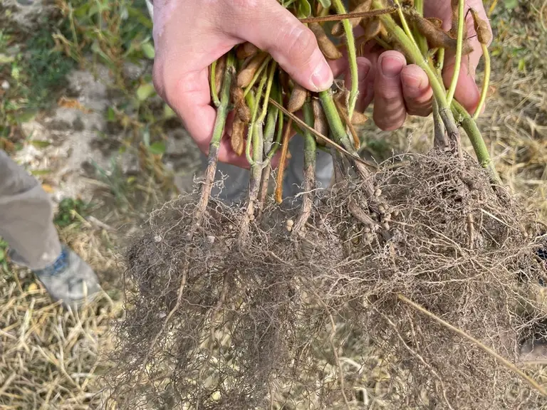 Le soja doit produire des nodosités sur les racines pour fixer l'azote de l'air, avec l'aide de bactéries symbi