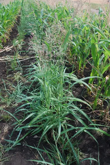 <em class="placeholder">Les touffes de tiges de sorgho d'Alep sont denses comme ici dans un maïs.</em>