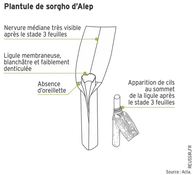 <em class="placeholder">Adventice : le sorgho d’Alep, une graminée vivace du sud de la France</em>