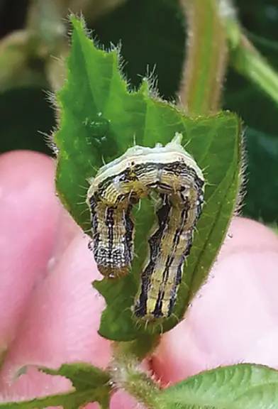 Les chenilles d'héliothis consomment feuilles et gousses du soja.