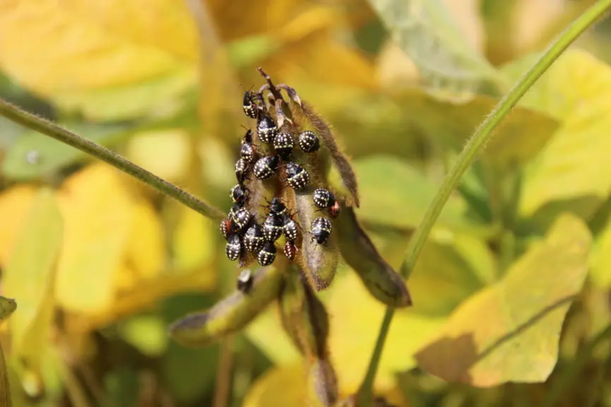 larves de punaise verte (Nezara viridula) sur soja en Alsace en septembre avant récolte, ravageur provoquant des dégâts sur go