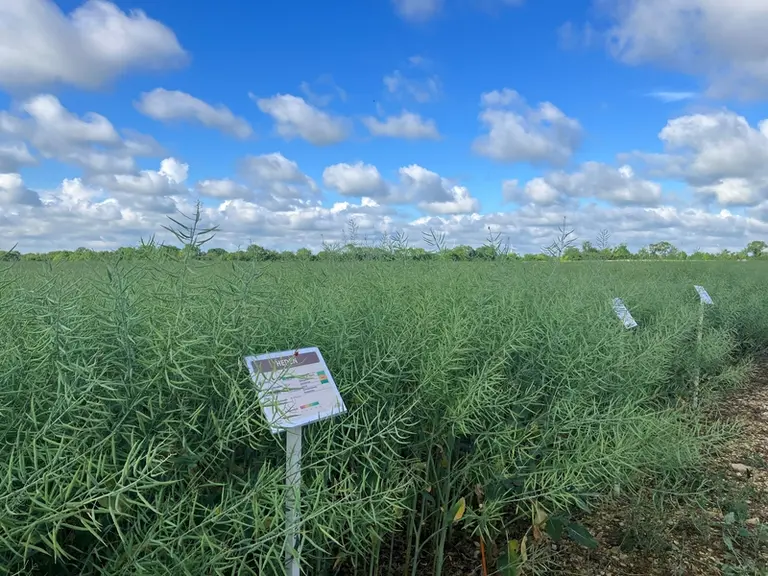 Essais variétés colza en Charente-Maritime.