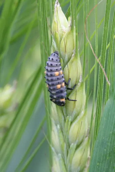 <em class="placeholder">Larves de coccinelles sur épi d'orge de printemps. La larve de coccinelle est un  prédateur de pucerons. Insecte auxiliaire. Faune utile. Biodiversité. Protection ...</em>