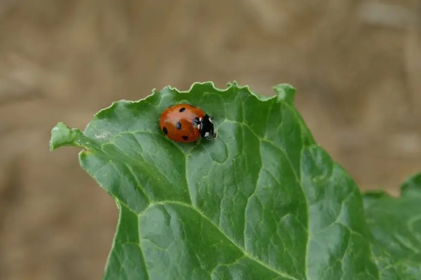 coccinelle, insecte auxiliaire sur betterave consommant des pucerons dont ceux vecteur du virus de la jaunisse