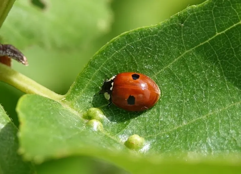 <em class="placeholder">Coccinelle à 2 points</em>