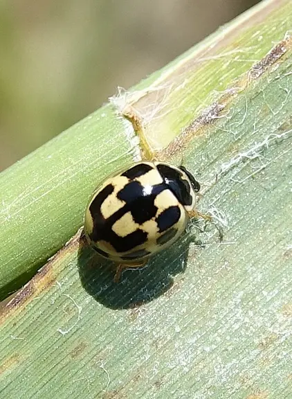 Coccinelle à damier