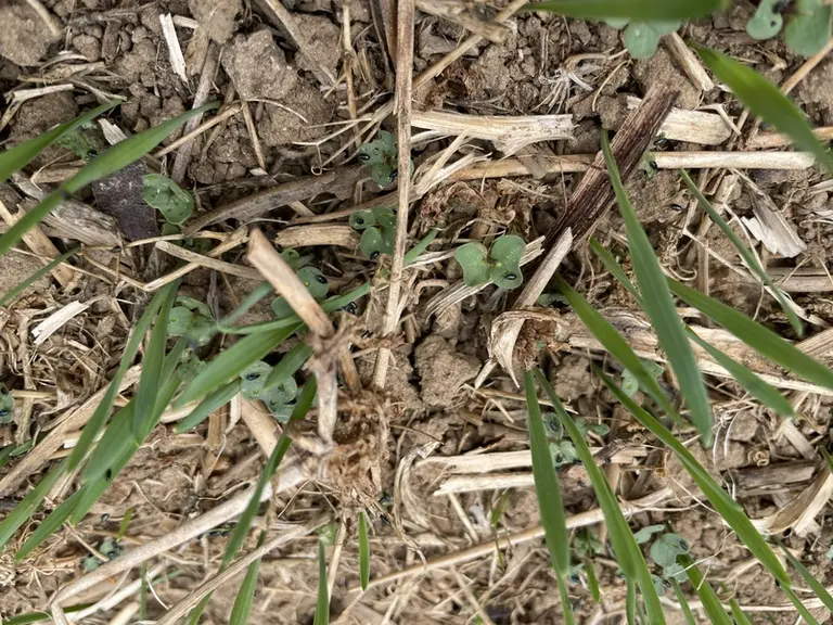 Colza avec des semences non traitées envahies d'altises