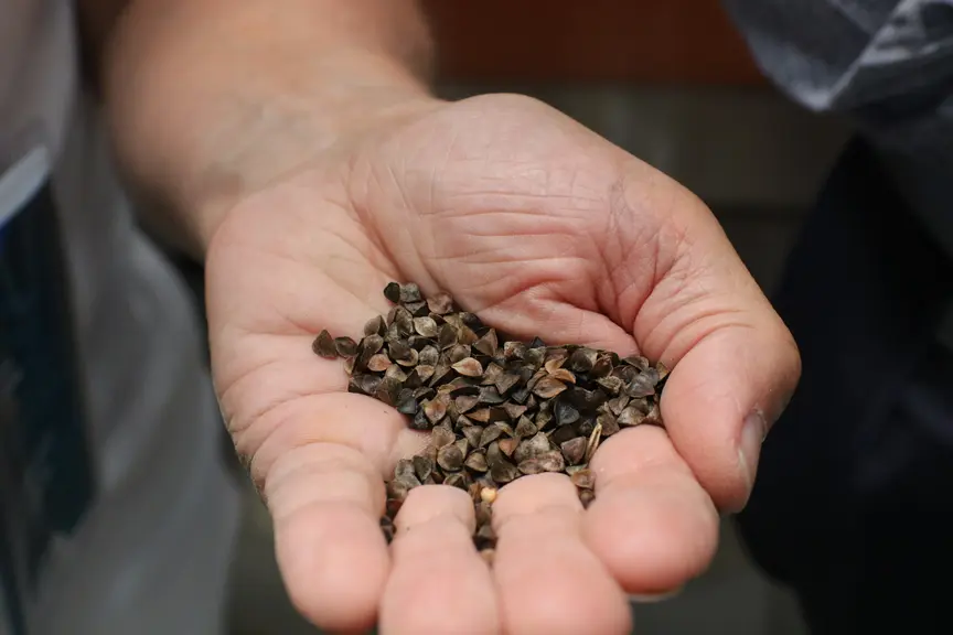 Avant passage en mouture, les lots de sarrasin sont nettoyés de manière à réduire au maximum les impuretés, notamment le datura et éventuelles traces de gluten.
