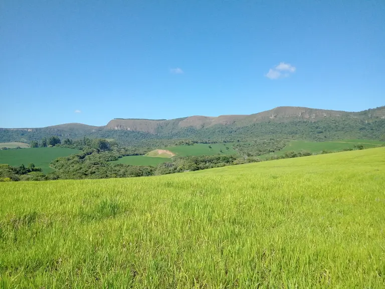 champ de blé au Minas Gerais, au Brésil