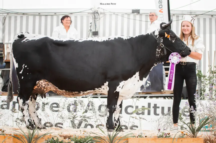 Neptune (Dartagnan) - Gaec Schubnel (68) - Championne jeune et réserve grande championne
