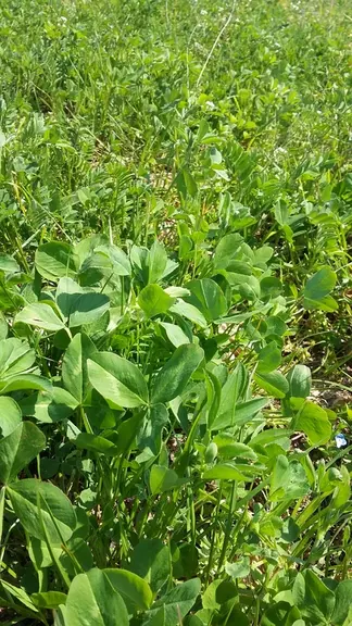 En première année, les légumineuses sont abondantes (luzerne, sainfoin, trèfle blanc, trèfle violet et trèfles annuels). © J.-P. Manteaux