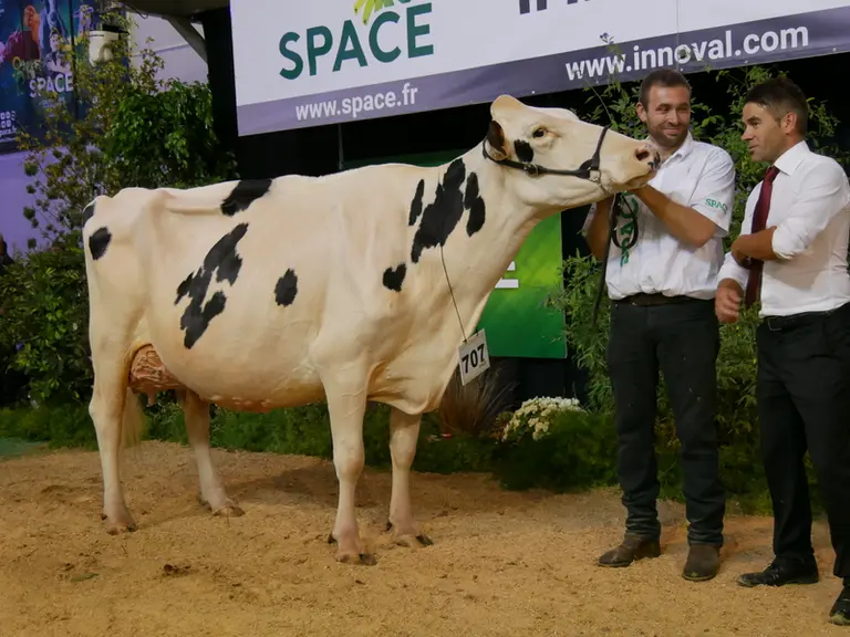 Izella du Mezou (Dempsey) - Gaec du Bois Brillant/Rey Holsteins/Gaec des Vignes Rousses dans le Maine et Loire - Meilleure mamelle et Réserve champion