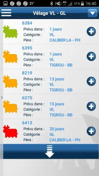 Les alertes vêlages vaches (VL) et génisses (GL) avec un code couleur selon le niveau de vigilance. © Clasel