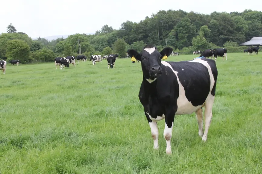 La Frisonne anglaise est majoritaire dans le troupeau en raison de sa meilleure rusticité et de sa plus petite taille que les Holstein. © F. Mechekour