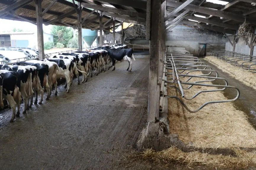 La stabulation compte 65 logettes, avec une fumière couverte de 400 m2 dans le bout. © E. Bignon