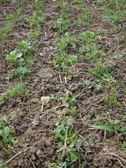 Pour implanter un méteil, un déchaumage suffit, et certains éleveurs sèment en direct. Le travail agronomique du méteil permet de réduire le travail d