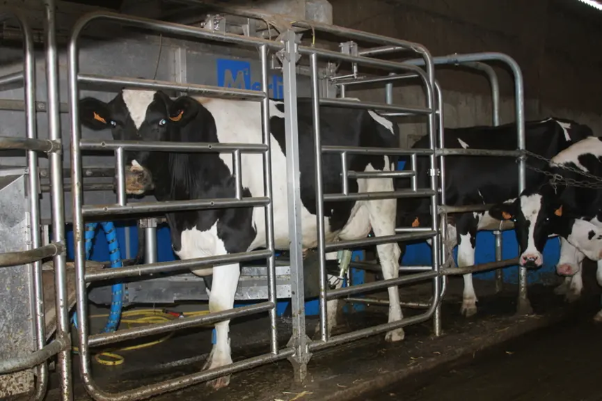D’octobre à janvier, la ration des vaches se composait de méteil (9,5 kg MS), d’ensilage maïs épi (6 kg MS), de paille (0,5 kg MS), de tourteau de col