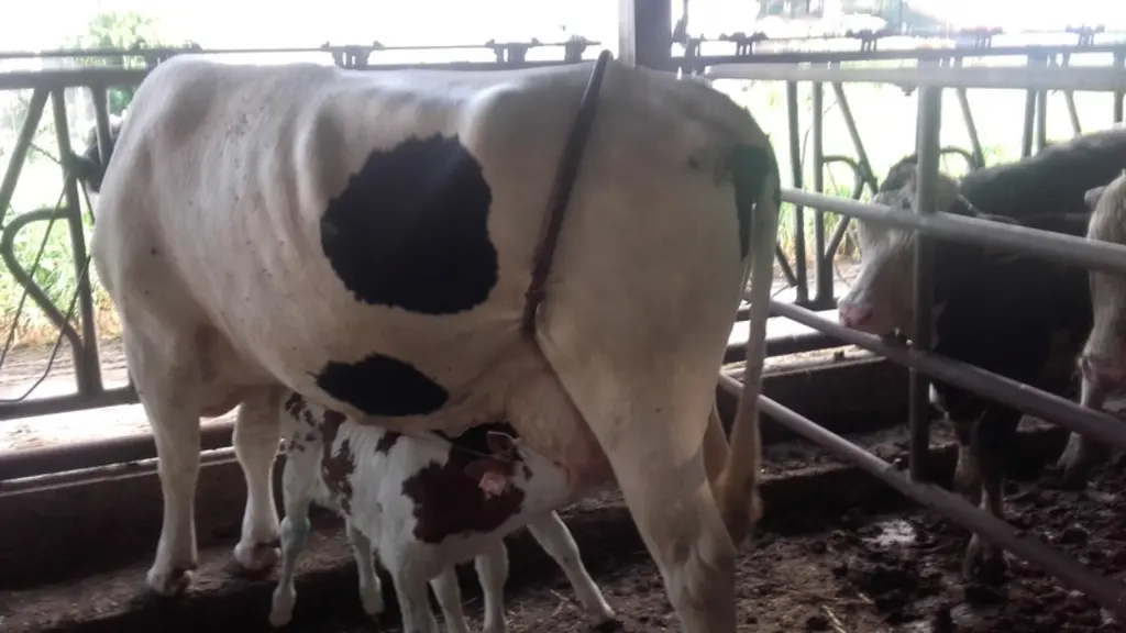 Chez Marc Ben, la vache peut être bloquée quatre à cinq jours pendant la tétée du matin et du soir. Les autres éleveurs bloquent le premier jour, voir