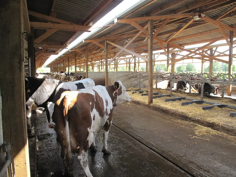 Les couloirs d'exercice et d'alimentation sont semi-couverts.  © A. Conté