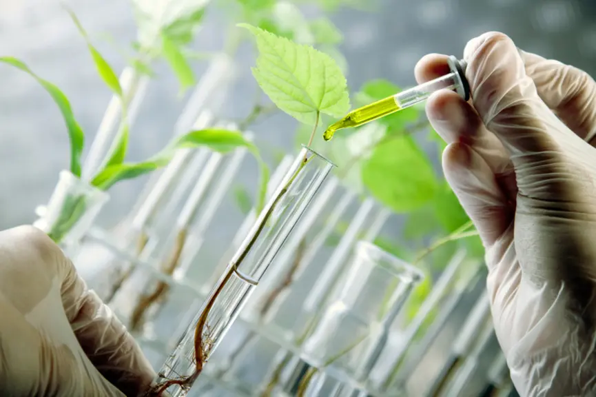 Chez les bovins, la baïcaline stimule la production des cellules épithéliales de la mamelle et réduit leur destruction. © FikMik - Fotolia
