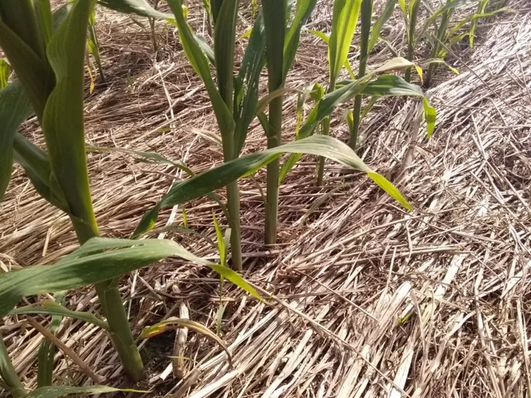Une fois écrasé, le couvert végétal se transforme en paillage. Le maïs traverse facilement cette litière, à condition d’avoir reçu la fertilisation az
