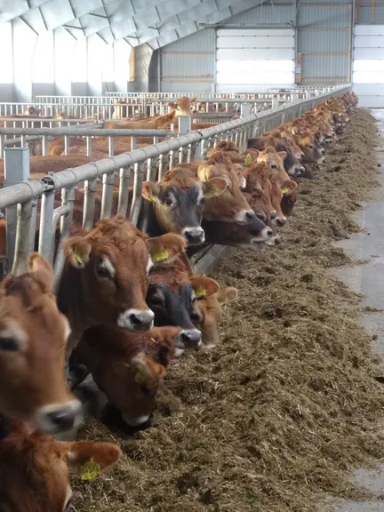 Les installations sont modernes et fonctionnelles. La rigueur des soins aux animaux et le confort sont primordiaux. Les vaches disposent de logettes s