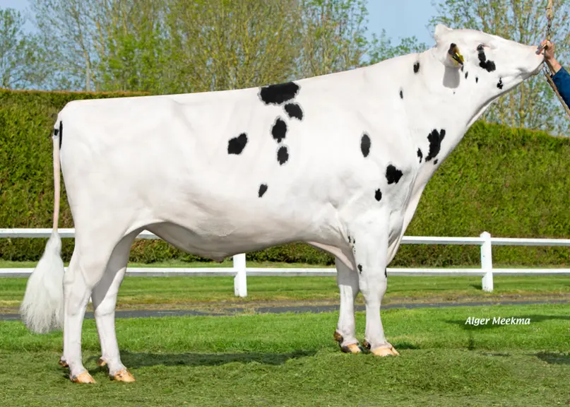 Des taureaux tels que Manava sont mis en avant dans des gammes dénommées « Opti Santé » à Gènes Diffusion ou « Immunity + » chez Semex... À Evolution,