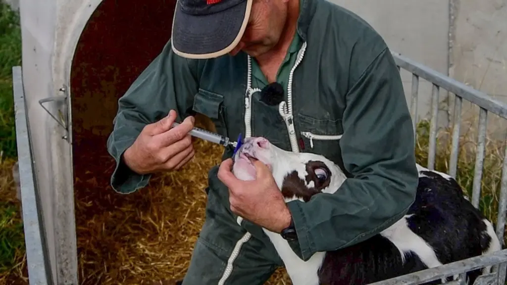 En cas de troubles respiratoires liés au virus BRSV, la vaccination du veau par voie intranasale offre une protection au bout de cinq à six jours. © E