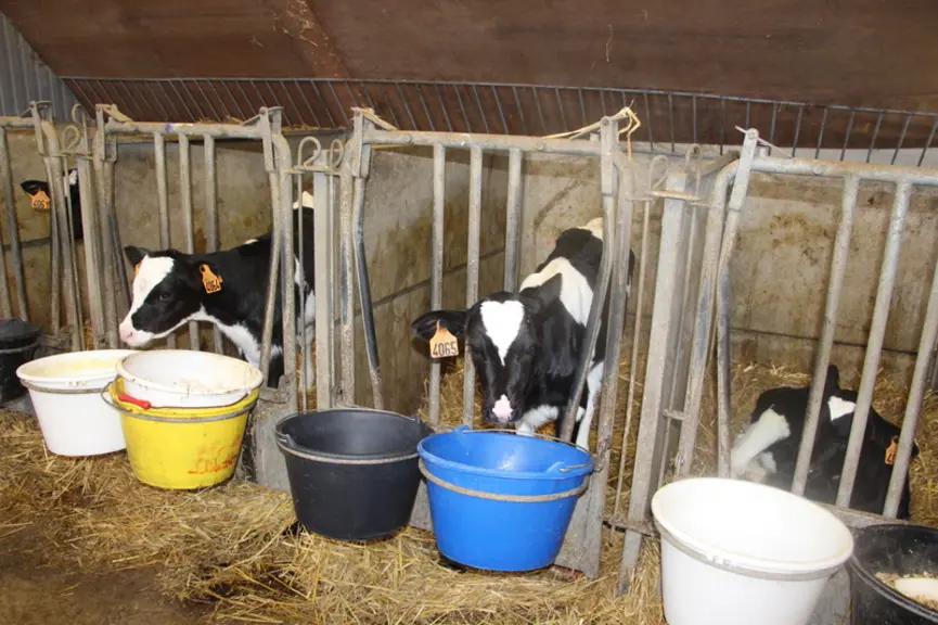 Des défauts d’hygiène des bâtiments (maternité, ventilation, paillage, nettoyage…) et de propreté des seaux sont souvent mis en évidence. © V. Bargain