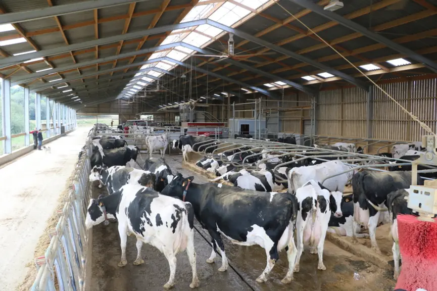 Les vaches sont conduites en trois lots en fonction du rang de lactation, un lot par robot. Au premier plan, les vaches à plus de trois lactations. © A. Conté
