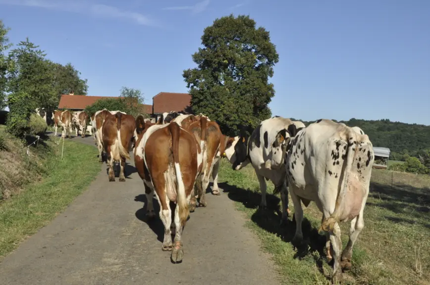 Au printemps, les vaches vont à la pâture nuit et jour, au mois d’août, la nuit seulement, puis, pendant l’automne, elles ne sortent qu’en journée. © B. Griffoul