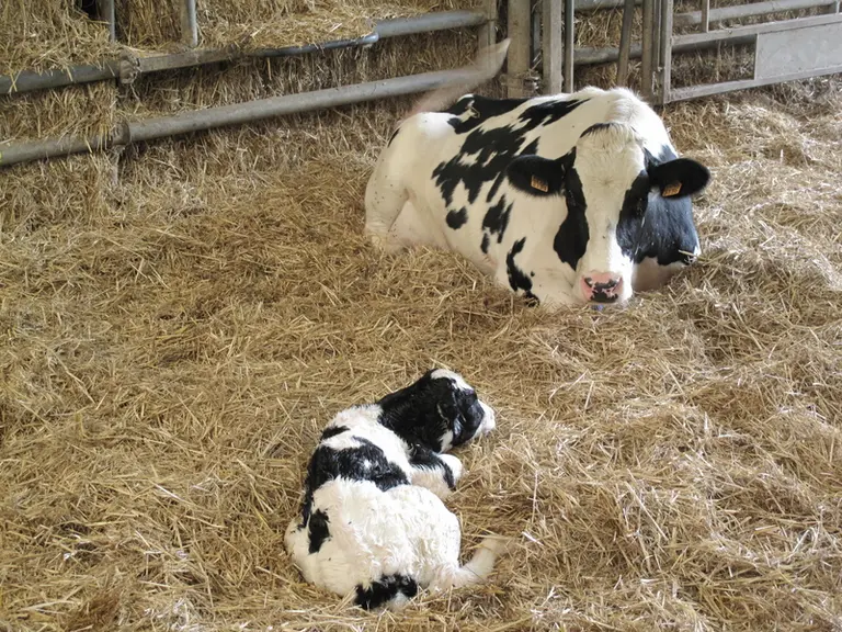 Si on ne peut pas nettoyer, voire désinfecter le box de vêlage entre deux vêlages, mieux vaut laisser les vaches vêler dans les case des taries. © A.