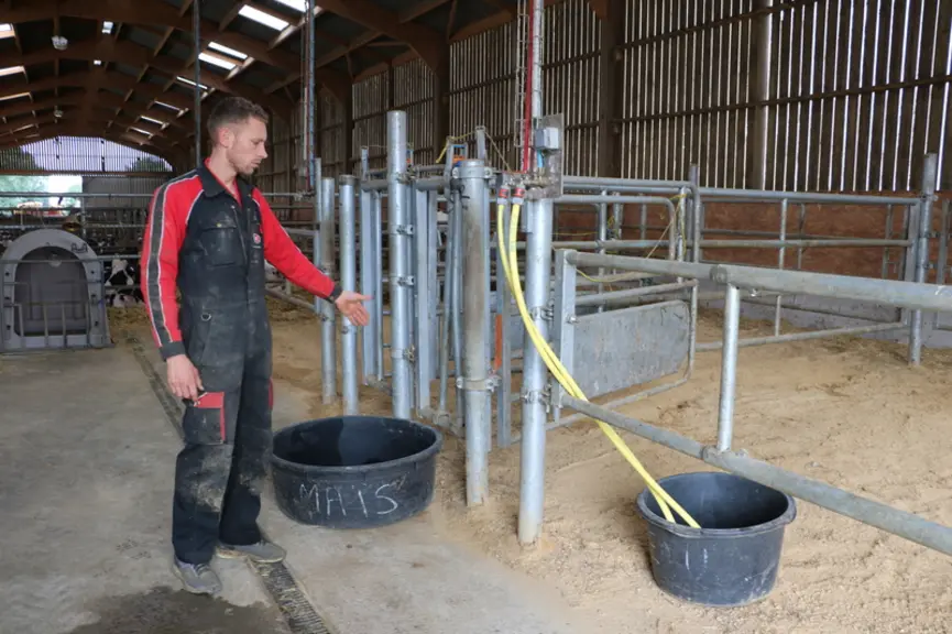 Lorry Beaucé, responsable du troupeau laitier, devant les box post-vêlage. Tout est pensé pour faciliter la prise en charge de la vache et de son veau
